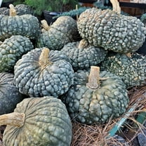 10 Green Warty Thing Squash Seeds for Planting - Very Tasty - Marina di Chioggia