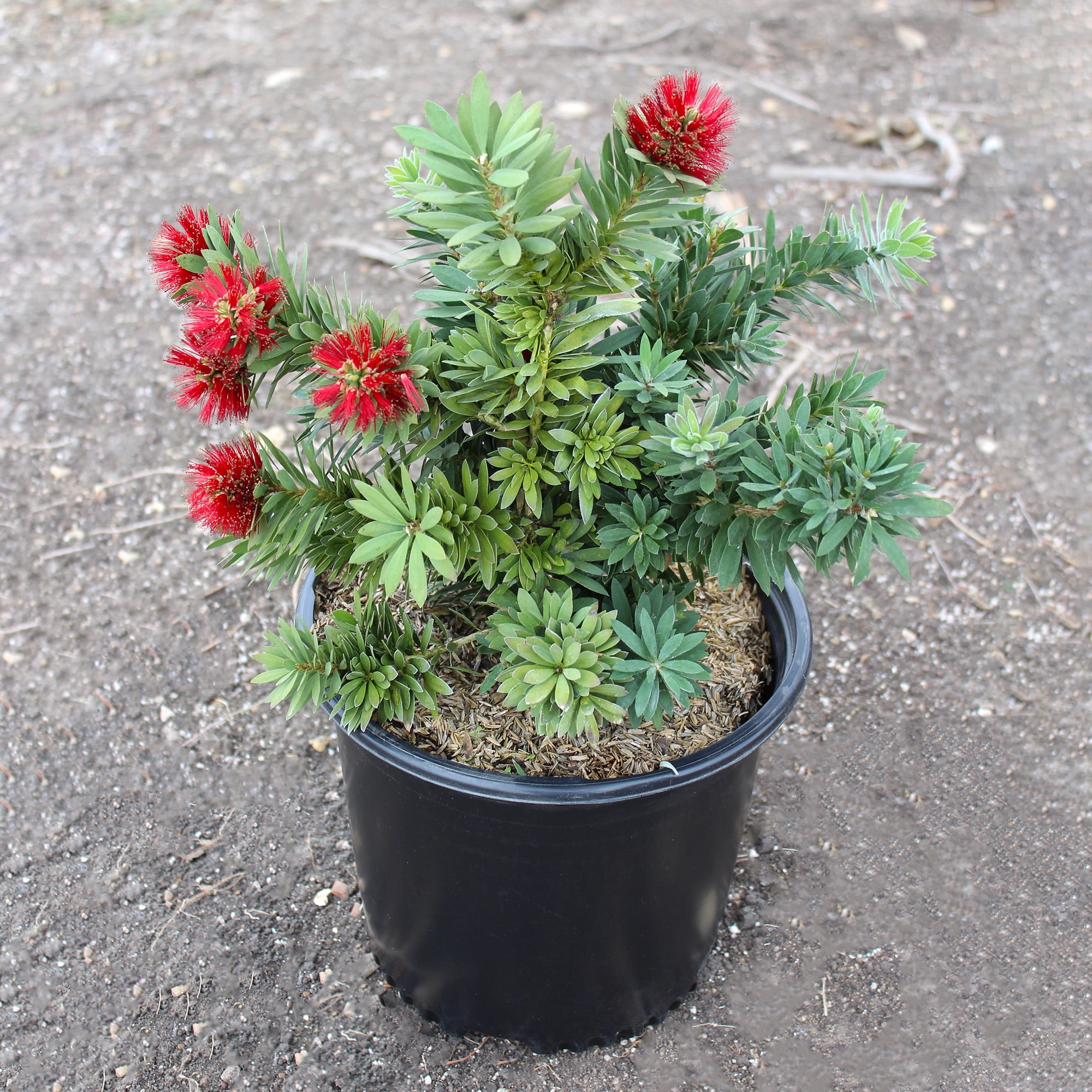 Expert Gardener Callistemon Little John, Flowering Outdoor Shrub, 2.25 gal Plant Pot, Full Sun