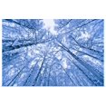 thumbnail image 1 of Great BIG Canvas | "Tree top abstract of a snow covered Birch forest, winter, Anchorage, Alaska" Art Print - 24x16, 1 of 4