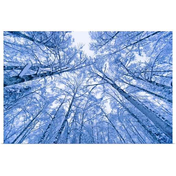 Great BIG Canvas | "Tree top abstract of a snow covered Birch forest, winter, Anchorage, Alaska" Art Print - 24x16