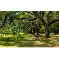 thumbnail image 2 of Bill Carson Photography 14x10 White Modern Wood Framed Museum Art Print Titled - Boone Hall, 2 of 4