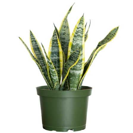 United Nursery Live Sansevieria Laurentii Plant 14-19 inches Tall in 6 inch Grower Pot