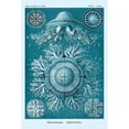 thumbnail image 3 of Haeckel, Ernst 11x14 Black Modern Framed Museum Art Print Titled - Haeckel Nature Illustrations: Jelly Fish - Blue-Green Tint, 3 of 5
