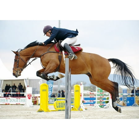 Canvas Print Leaping in Air Horseback Riding Competition Horse Stretched Canvas 10 x