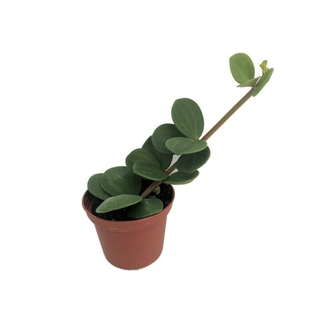 Hope Peperomia - Easy Houseplant - 2.5" Pot