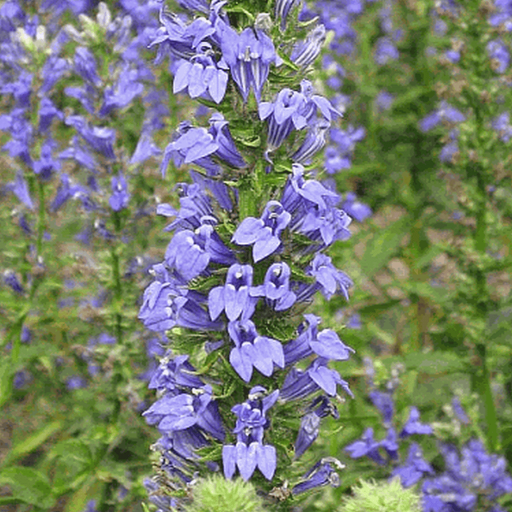 Everwilde Farms 2000 Great Blue Lobelia Native Wildflower Seeds