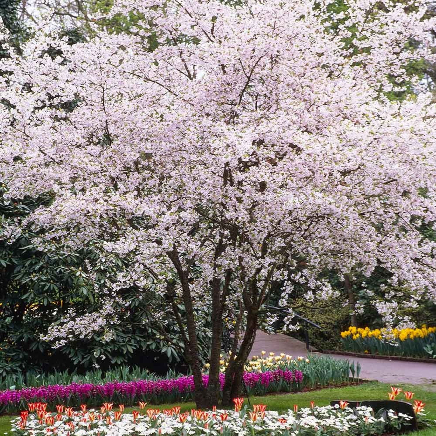 Expert Gardener 3-4 ft. tall Mt. Fuji White Flowering Cherry Live Tree in 7-Gallon Grower Pot
