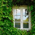 thumbnail image 5 of 2 Pots English Ivy Live Plants, Perennial English Ivy Vine, 4-8" Tall, Fast-Growing Climbing Ivy for Outdoor Garden, Fence, Containers, 5 of 6
