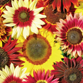 thumbnail image 4 of Ferry-Morse 800MG Sunflower Summertime Mix Annual Flower Seeds, Full Sun, 4 of 11