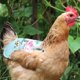 thumbnail image 5 of 5pcs Chicken Saddles Hen Aprons, 5 of 5