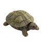 thumbnail image 1 of Caja organizadora de joyería de resina, collar, , almacenamiento, pendientes, estatuilla de tortuga, escultura de Animal, recuerdo del, 1 of 3