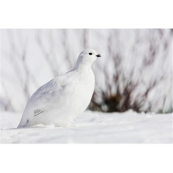 Willow Ptarmigan foraging among willows in early spring in Arctic Valley in Southcentral Alaska.