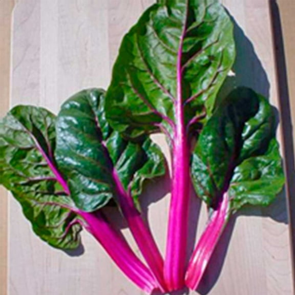 Swiss Chard Garden Seeds - Magenta Sunset - 1 Oz - Non-GMO, Heirloom Vegetable Gardening & Microgreens Seeds