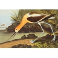 thumbnail image 2 of Audubon, John James 18x13 Black Ornate Wood Framed with Double Matting Museum Art Print Titled - American Avocet, 2 of 4