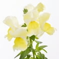thumbnail image 2 of Expert Gardener 2QT Yellow Snapdragon Live Annual Plant Sun, 2 of 8