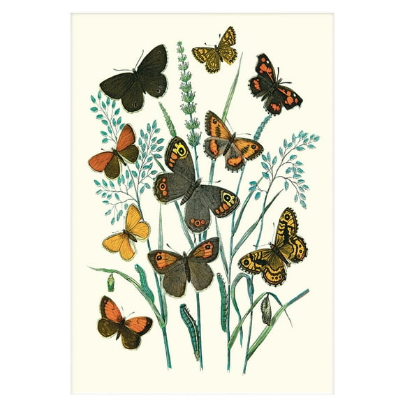 W. F. Kirby E. Hyperanthus, N. Lucina, et AL Impression Papillons