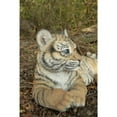 thumbnail image 4 of Hi-Line Gift Ltd. Baby Yellow Tiger Cub Laying Down Statue, 4 of 8