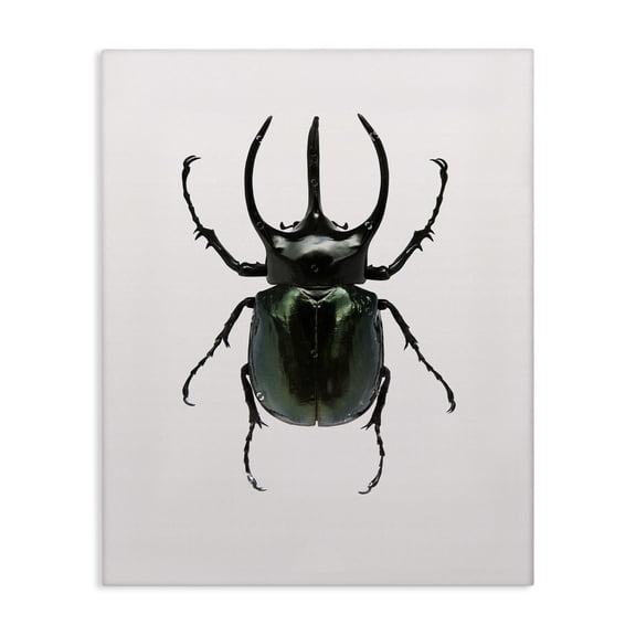 Stupell Industries Contemporary Beetle Horned Black Green Animal Photograph Canvas Art, 16 x 20, by Design Fabrikken