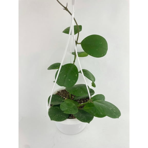 Bumble Plants Hoya Obovata Splash - Full Live Colorful Houseplant in Nursery Pot, Easy Care, Indoor Plant for Beginners