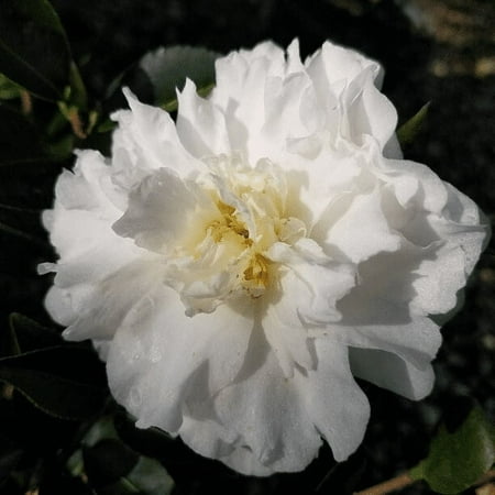 2 Mine-No-Yuki Camellia in 4 inch pot *Cold and Heat Sensitive* Cannot Ship Out of the USA