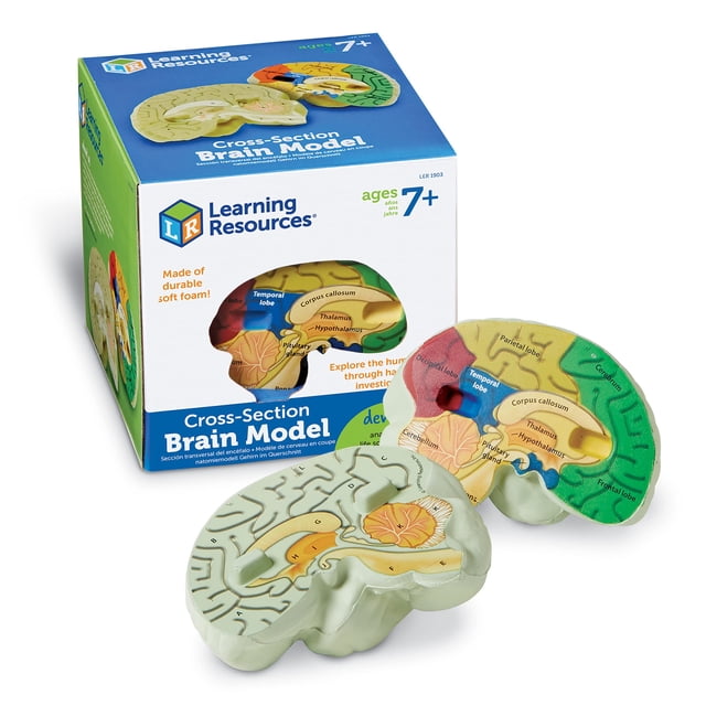 Sección transversal de recursos de aprendizaje de modelos cerebrales, 2 piezas, 7 o más