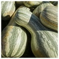 thumbnail image 4 of Everwilde Farms - 20 Organic Cushaw Green Striped Pumpkin Seeds - Gold Vault Jumbo Bulk Seed Packet, 4 of 5