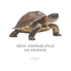 thumbnail image 2 of Vintage Cotton Casual Slow Motion Turtle Graphic Cotton T-shirt for Men Casual Retro Style White Tee, 2 of 7
