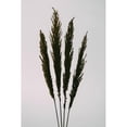 thumbnail image 3 of 1x Studio III 13x18 Black Modern Wood Framed Wall Art Titled - Dried Grass, 3 of 5