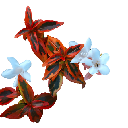 Abelia Kaleidoscope Live Shrubs, Colorful Evergreen Shrub with Variegated Foliage