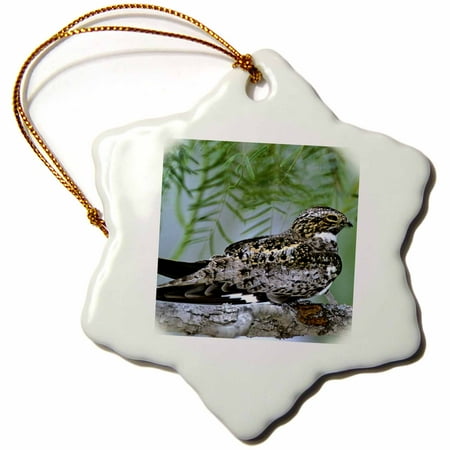 Texas Longhorns Ornaments - 3dRose Texas, Rio Grande Valley, Common nighthawk bird - US44 BJA0092 - Jaynes Gallery - Snowflake Ornament, 3-inch