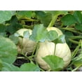 thumbnail image 3 of 50 Graines de Courge Musquée WALTHAM BUTTERNUT d'Hiver Cucurbita Moschata, 3 of 5