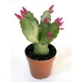 thumbnail image 2 of Pink Flower Easter Cactus Rhipsalidopsis Gaertnerrii Spring Cactus Houseplant, 2 of 6