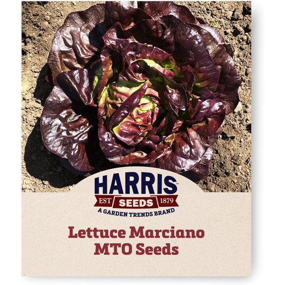 Lettuce Seeds - Marciano Mto Organic Variety Lettuce Seeds - Non-GMO - 50 Seeds