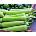 thumbnail image 5 of TomorrowSeeds - Big Green Sausage Bottle Gourd Seeds - 10+ Count - For 2026 Planting Lagenaria, 5 of 9
