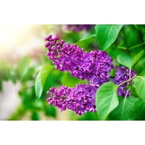 Purple Lilac Seeds for Planting - 50 Seeds - Stunning Purple Flowers, Great for Landscaping or Bonsai Specimen