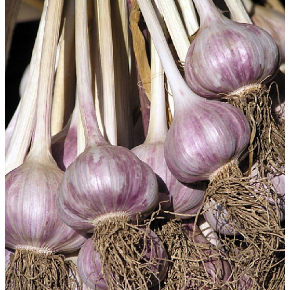 Inchelium Red Garlic 3 Bulbs