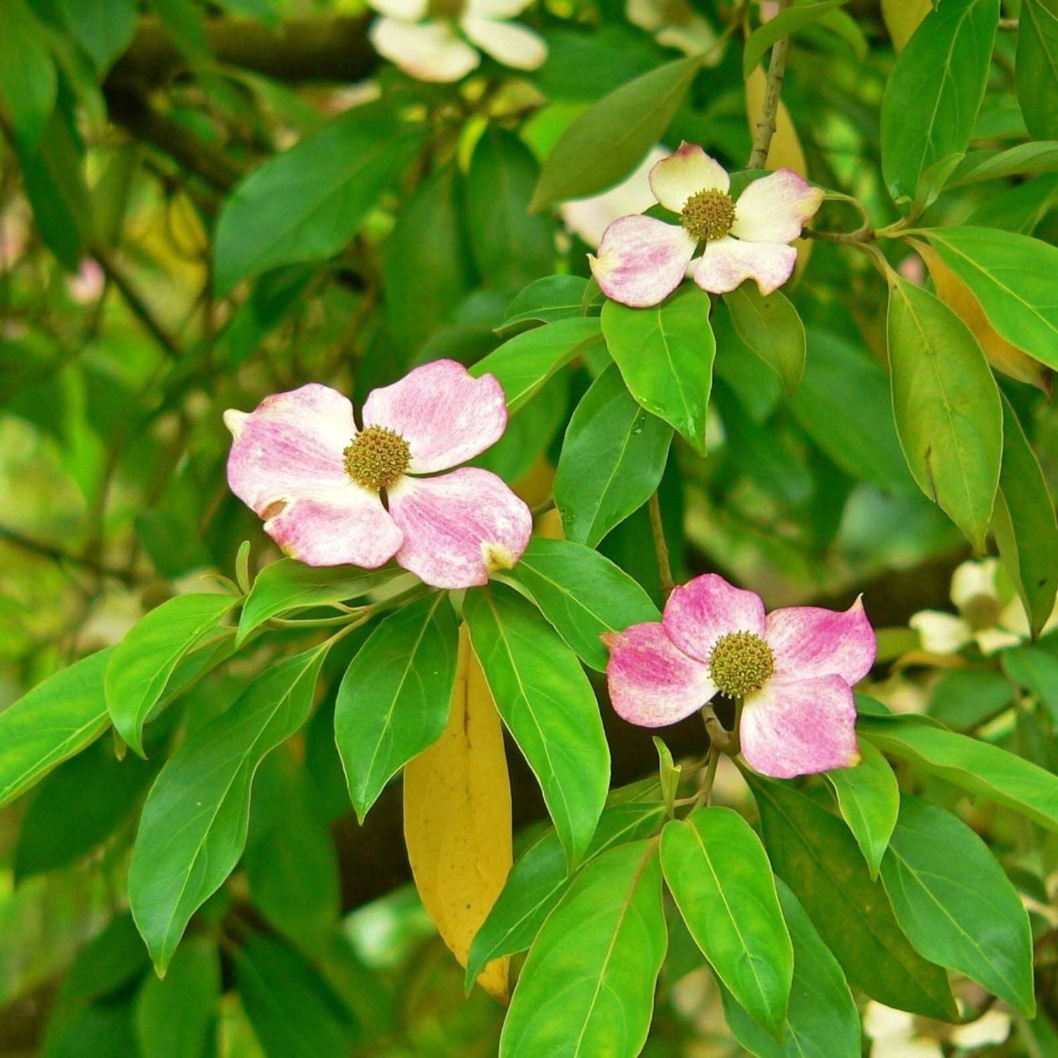 Expert Gardener 2-3 ft. Tall Kousa Pink Dogwood Live Tree in 3- Gallon Grower Pot