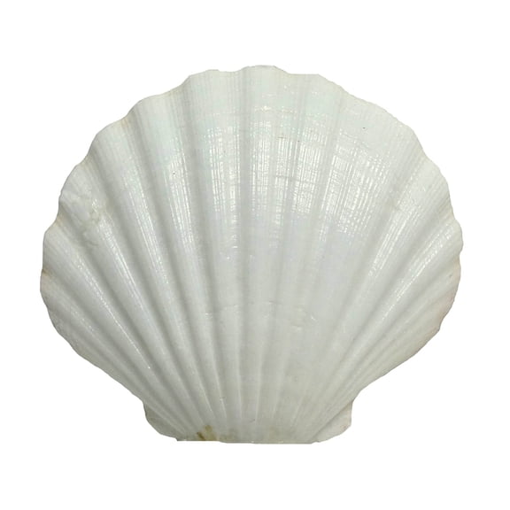 U.S. Shell Irish Deep Shell, 12 Pack