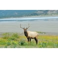 thumbnail image 2 of Jaynes Gallery 14x11 Gold Ornate Wood Framed with Double Matting Museum Art Print Titled - Canada-Alberta-Jasper National Park Male elk in field, 2 of 4