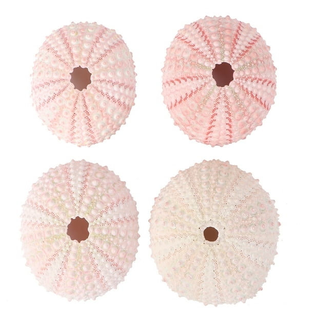 4 conchas naturales de erizo de mar, contenedores creativos para piñas, macetas hechas a mano para plantar piñas (color aleatorio)