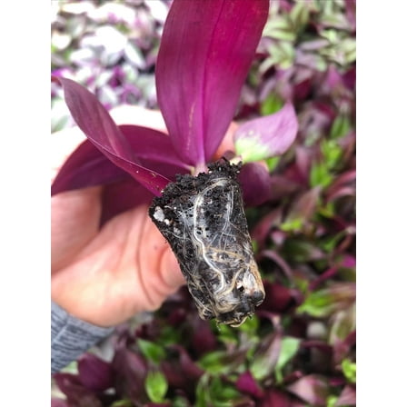 Tradescantia Zebrina Red Gem - Rare Indoor Plant - 5 Rooted cuttings