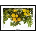 thumbnail image 5 of Art.com Lemon Grove I Photo by Karyn Millet, Black Frame Wall Art, 29" x 21", 5 of 5