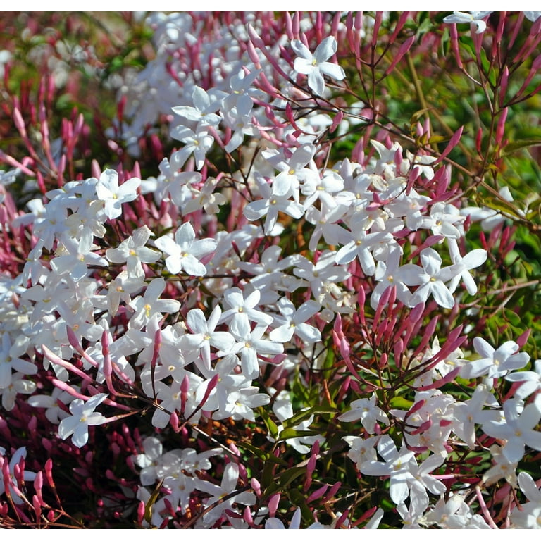 Pink Jasmine Plant - Jasminum polyanthum - Fragrant - 2.5" Pot - Live Plant  - Walmart.com