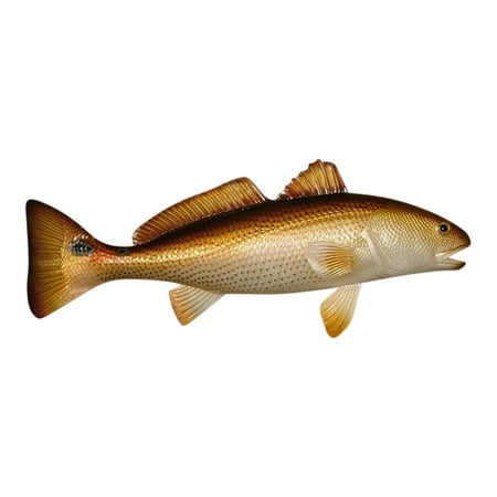 Restaurant Decor - Replica Red Drum Fish Ocean Restaurant Wall Decor 28 inch