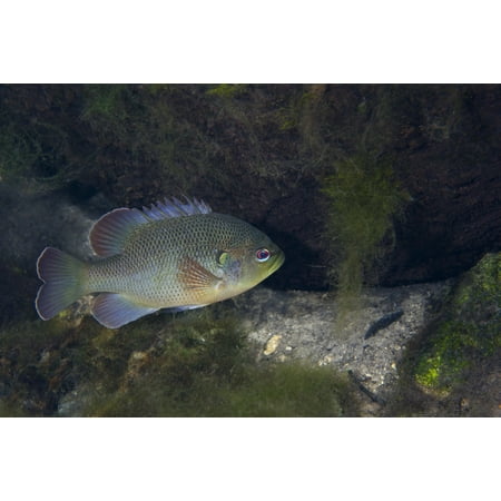 Green Sunfish swimming along the rocky bottom of Fanning Springs Florida Poster