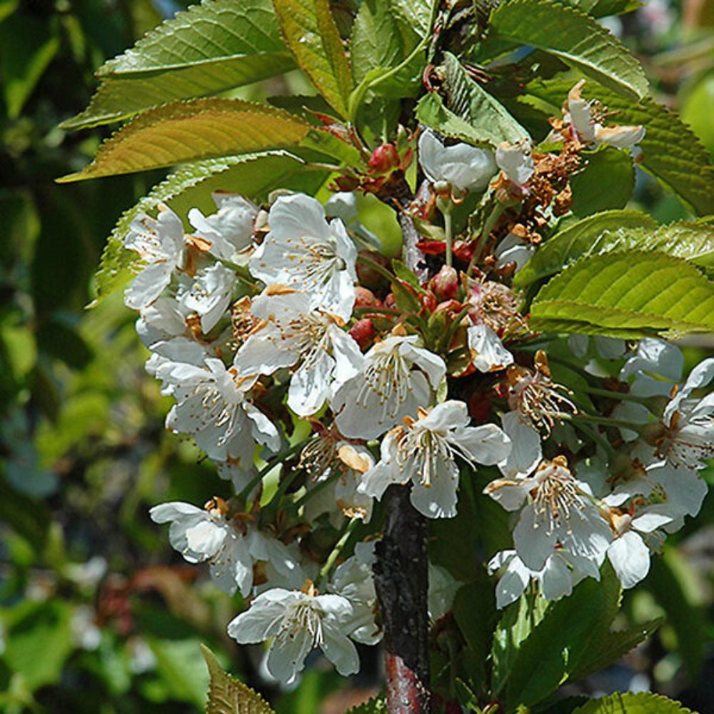 Expert Gardener 2-3 ft tall Sweet Heart Fruiting Cherry Live Tree in 5-Gallon Grower Pot