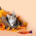 thumbnail image 7 of Cat Catnip Toys Soft Crinkle Sound Cute Plush Fish Interactive Cat Kicker Toy for Indoor Kitten Exercise, 7 of 7