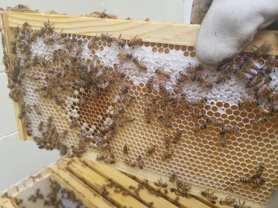 Manuka & Raw Florida Honey - Allergy Blend
