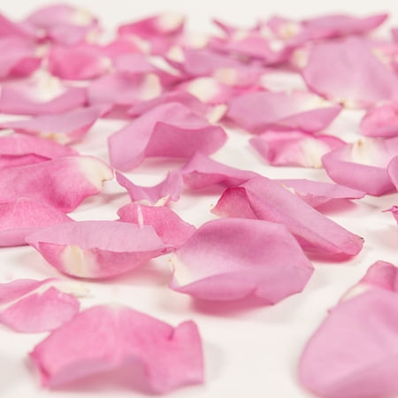 Rose Petals 3 Bags of Lavender Farm Direct Fresh Cut Flowers Petals by Bloomingmore Rose Petals 3 Bags of Lavender Farm Direct Fresh Cut Flowers Petals by Bloomingmore