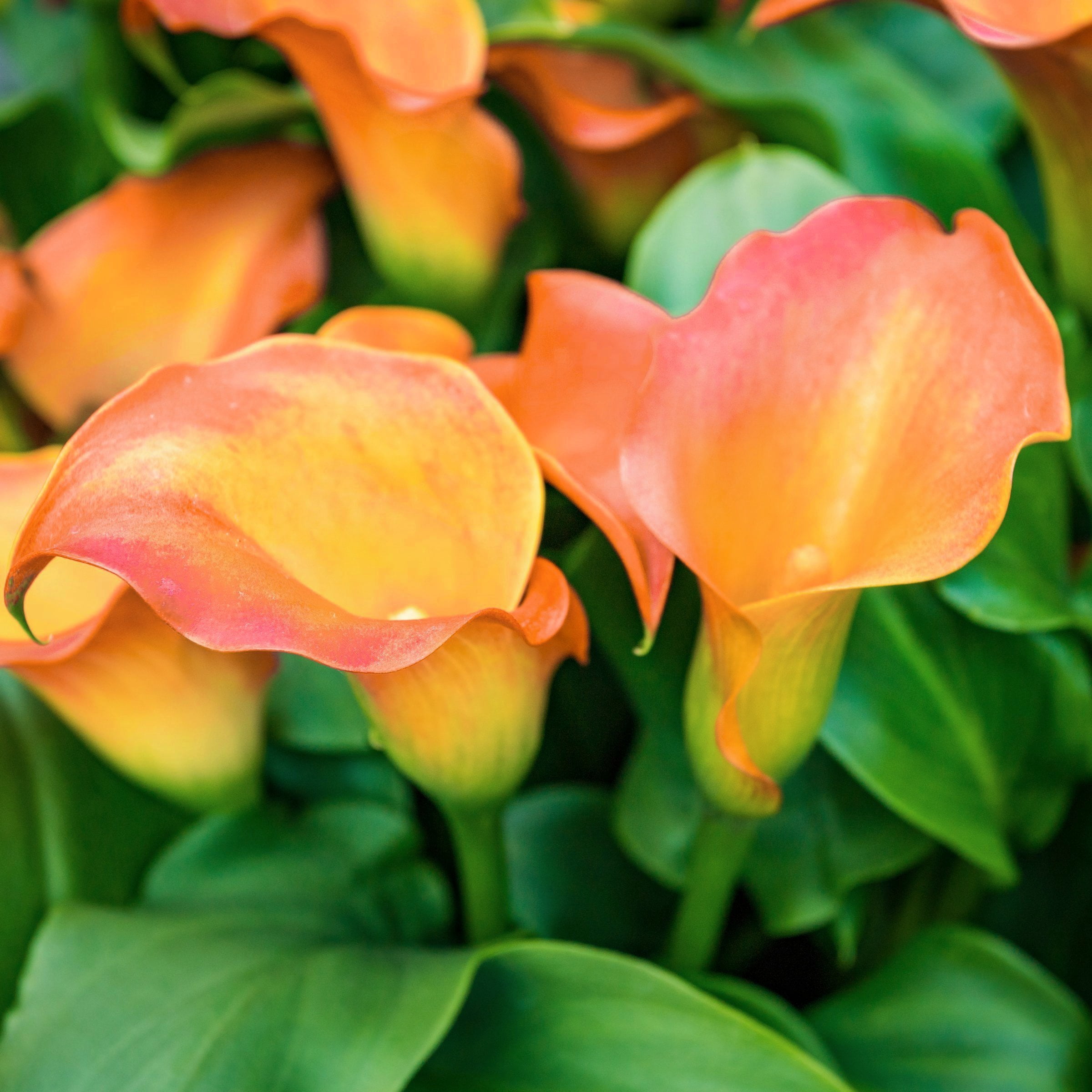 National Plant Network Calla Lily Fireworks Bulbs (6-Pack)